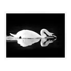 Gliding Swan